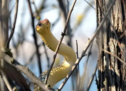 Змея желтобрюх