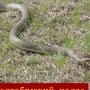 Змея желтобрюх