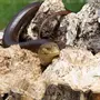 Змея Желтобрюх
