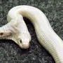 Белая Змея