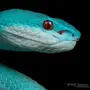 Синяя змея
