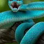Синяя змея