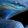 Синяя Змея