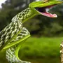 Смешные Змеи
