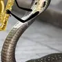 Смешные змеи