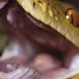 Страшные змеи