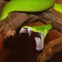 Страшные змеи