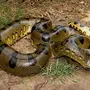 Самая большая змея в мире анаконда