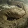Самая Большая Змея В Мире Анаконда