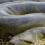 Самая большая змея в мире анаконда