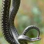 Как выглядит змея гадюка
