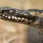 Как выглядит змея гадюка