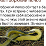 Змея желтобрюх в ростовской области
