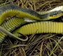 Змея желтобрюх в ростовской области