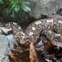Габонская змея