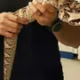 Габонская змея