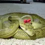 Змеи прикольные