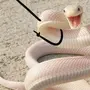 Змеи прикольные