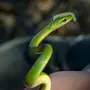 Змеи Прикольные