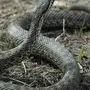 Змеи башкирии с названиями