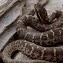 Щитомордник змея