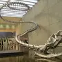 Змея титанобоа