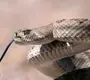 Гюрза змея