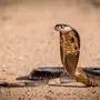 Змеи кобры