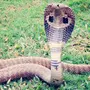 Змеи Кобры