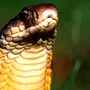 Змеи Кобры