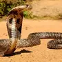 Змеи кобры