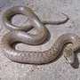 Медянка змея