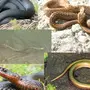 Ядовитые змеи с названиями