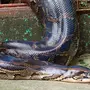 Питон змея