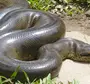Змея Анаконда
