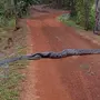 Змея анаконда