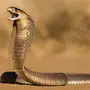 Очковая змея