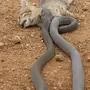 Змеи африки