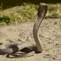 Змеи Африки