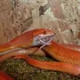 Маисовый полоз змея