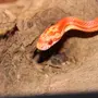 Маисовый полоз змея