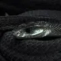 Змея черно белое