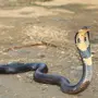Змея с лапками