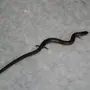 Змея с лапками