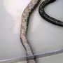 Змея С Лапками