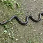 Змеи приморского края