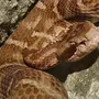 Змеи приморского края
