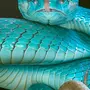 Самые Красивые Змеи В Мире