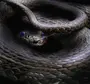 Злая змея картинки