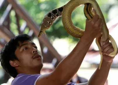 Ядовитые змеи тайланда